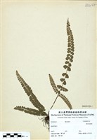 藏品(錢氏陵齒蕨)的圖片